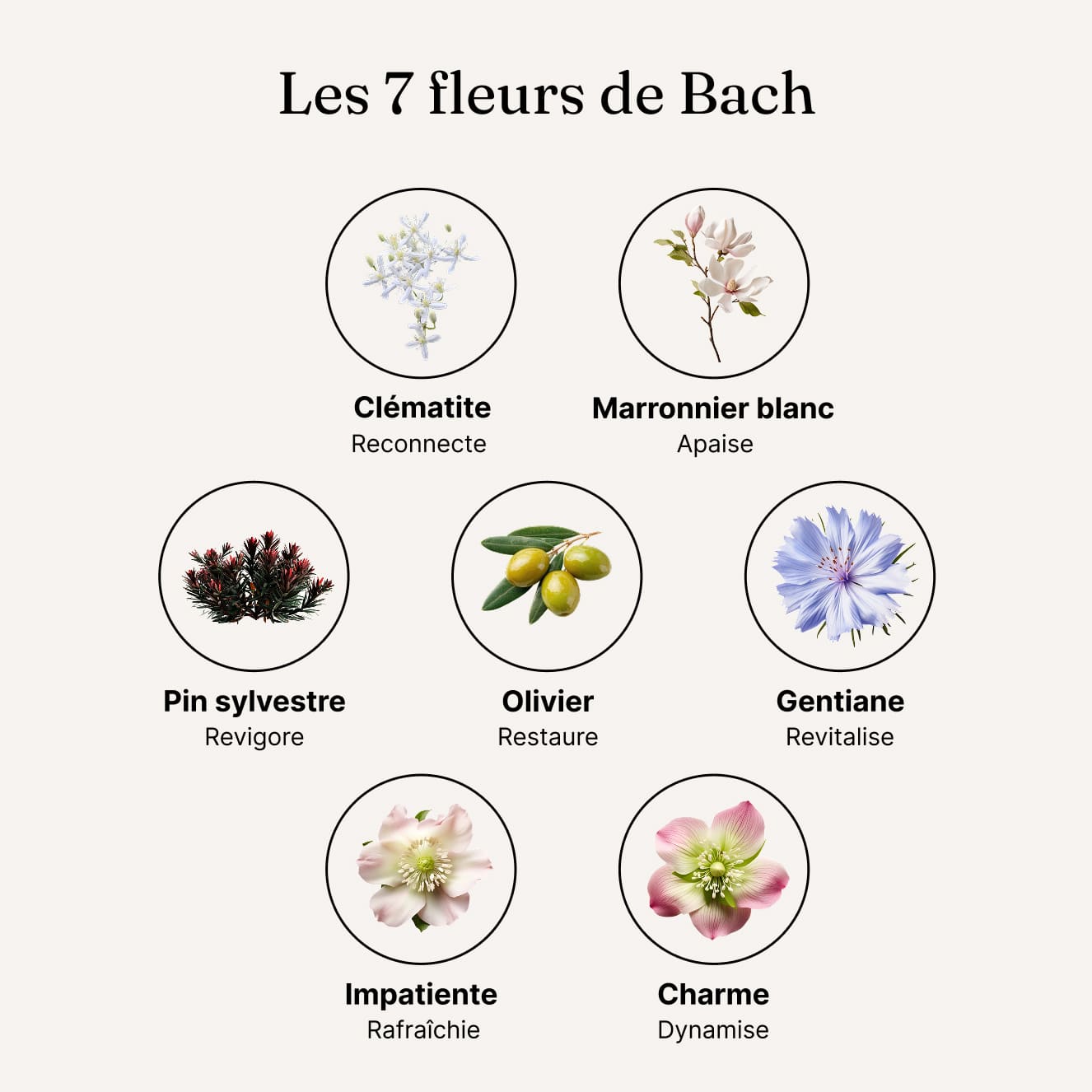 Energie - Fleurs de Bach - Image 6