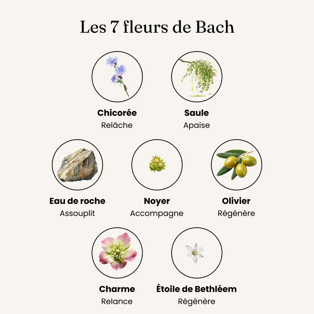 Mobilité + / Articulations - Fleurs de Bach - Image 6