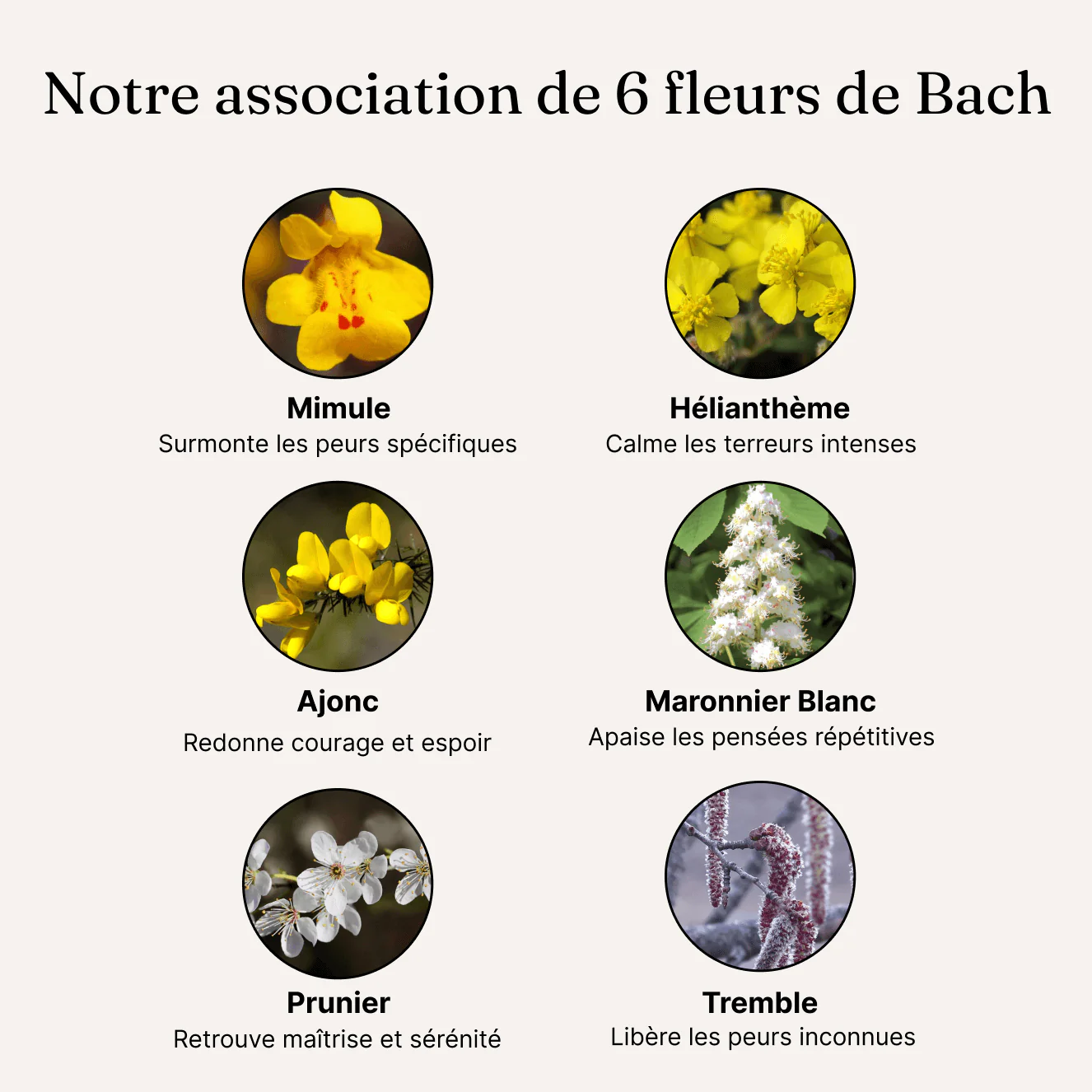 STRESS, ANXIÉTÉ ET PEURS - Fleurs de bach - Image 5