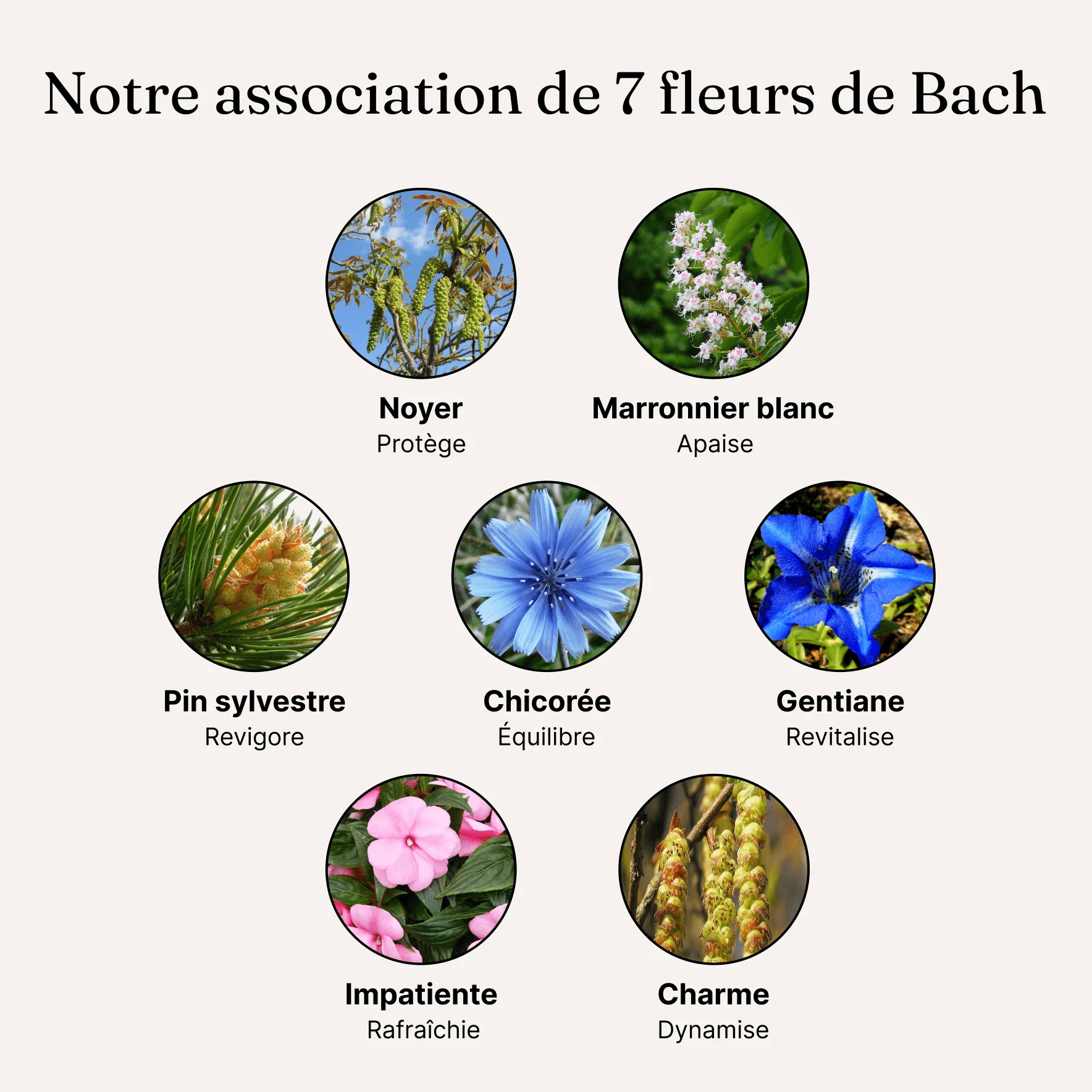 Perte de poids - Fleurs de Bach pour mincir durablement - Image 7